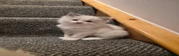 Ragdoll cats for sale: 3 REMAINING Gorgeous blue and seal ragdoll kittens - Advert 13