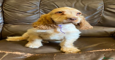 Cocker Spaniel dogs - Advert 3