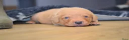 Labrador Retriever dogs for sale: Chunky Fox Red Labrador Puppies  - Advert 17