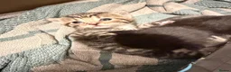 Mixed Breed cats for sale: I have 3 gorgeous kittens ready soon  in Immingham - Advert 2