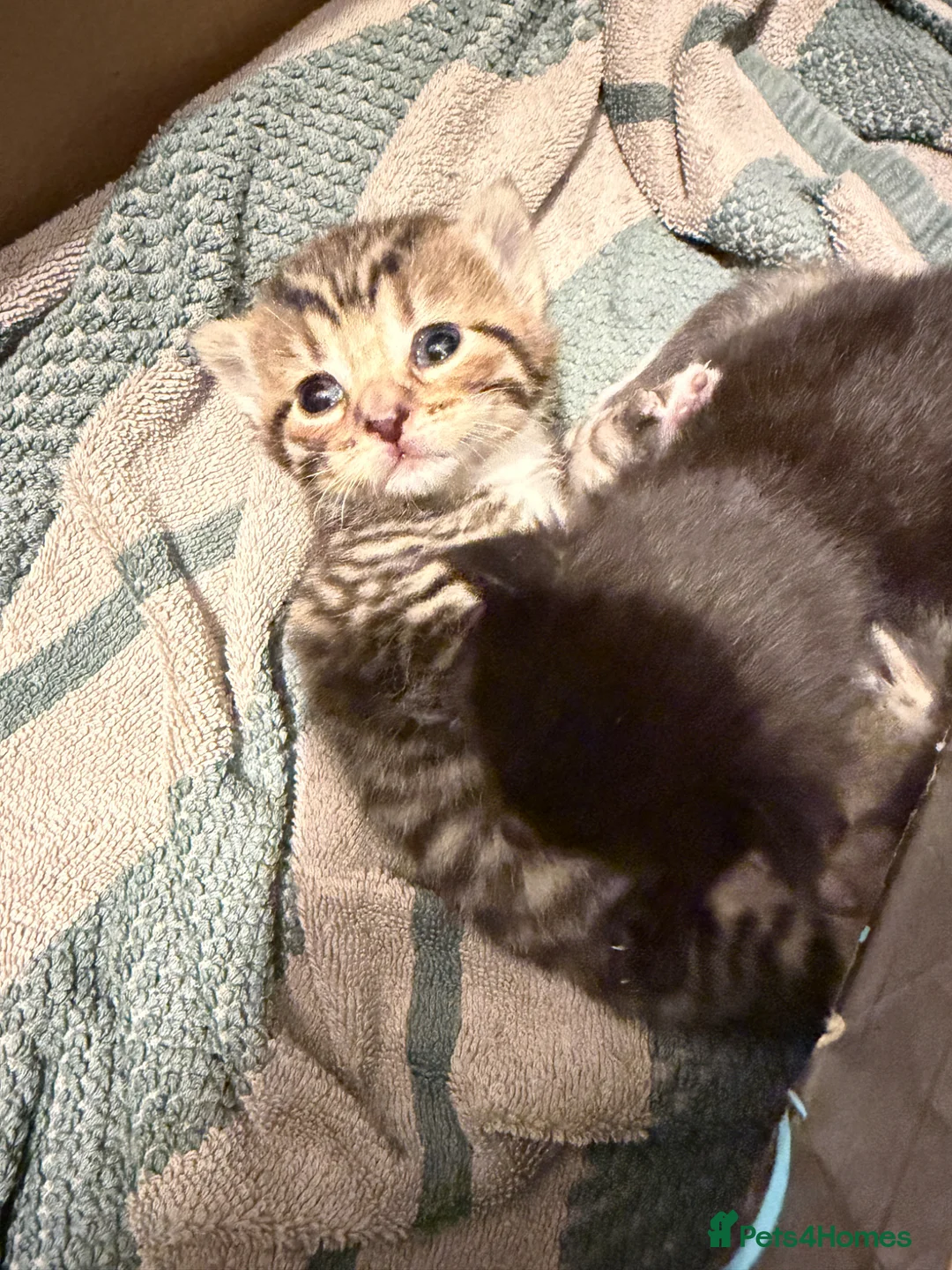 Mixed Breed cats for sale: I have 3 gorgeous kittens ready soon  in Immingham - Advert 2