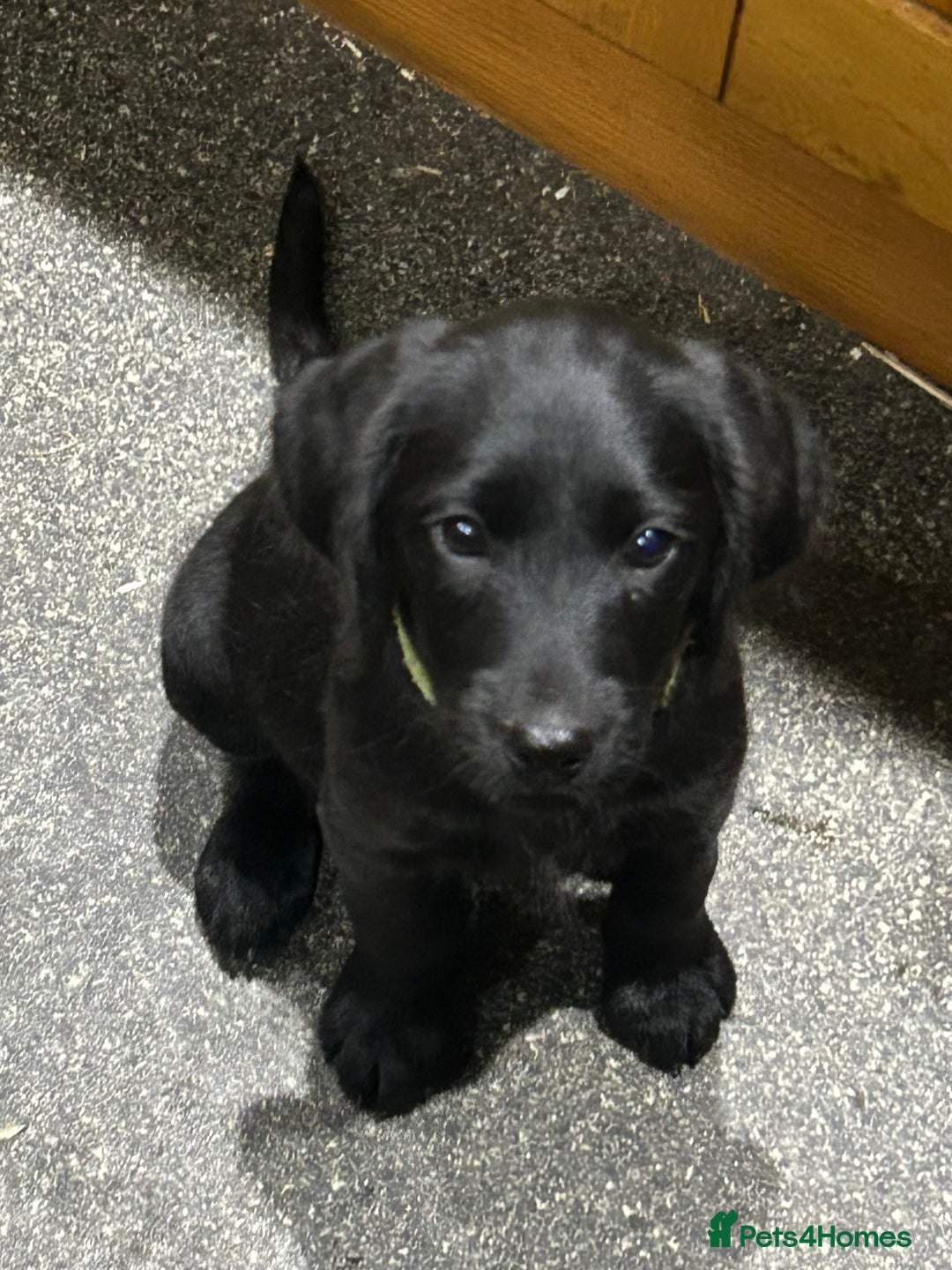 Labradoodle dogs for sale: Ready to go! Fantastic F1 Labradoodles (black) - Image 3