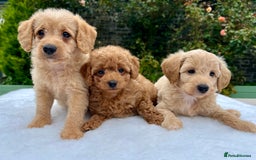 Labradoodle dogs for sale: Stunning F1b mini labradoodles  - Image 8
