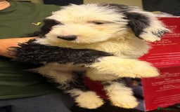 Mixed Breed dogs for sale: Ready Now - Sheepadoodle Pups 3 Male 5 Female - Advert 1