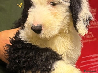 Mixed Breed dogs for sale: Ready Now - Sheepadoodle Pups 3 Male 5 Female - Advert 2