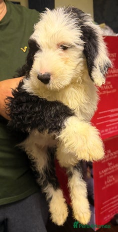 Mixed Breed dogs - Advert 3