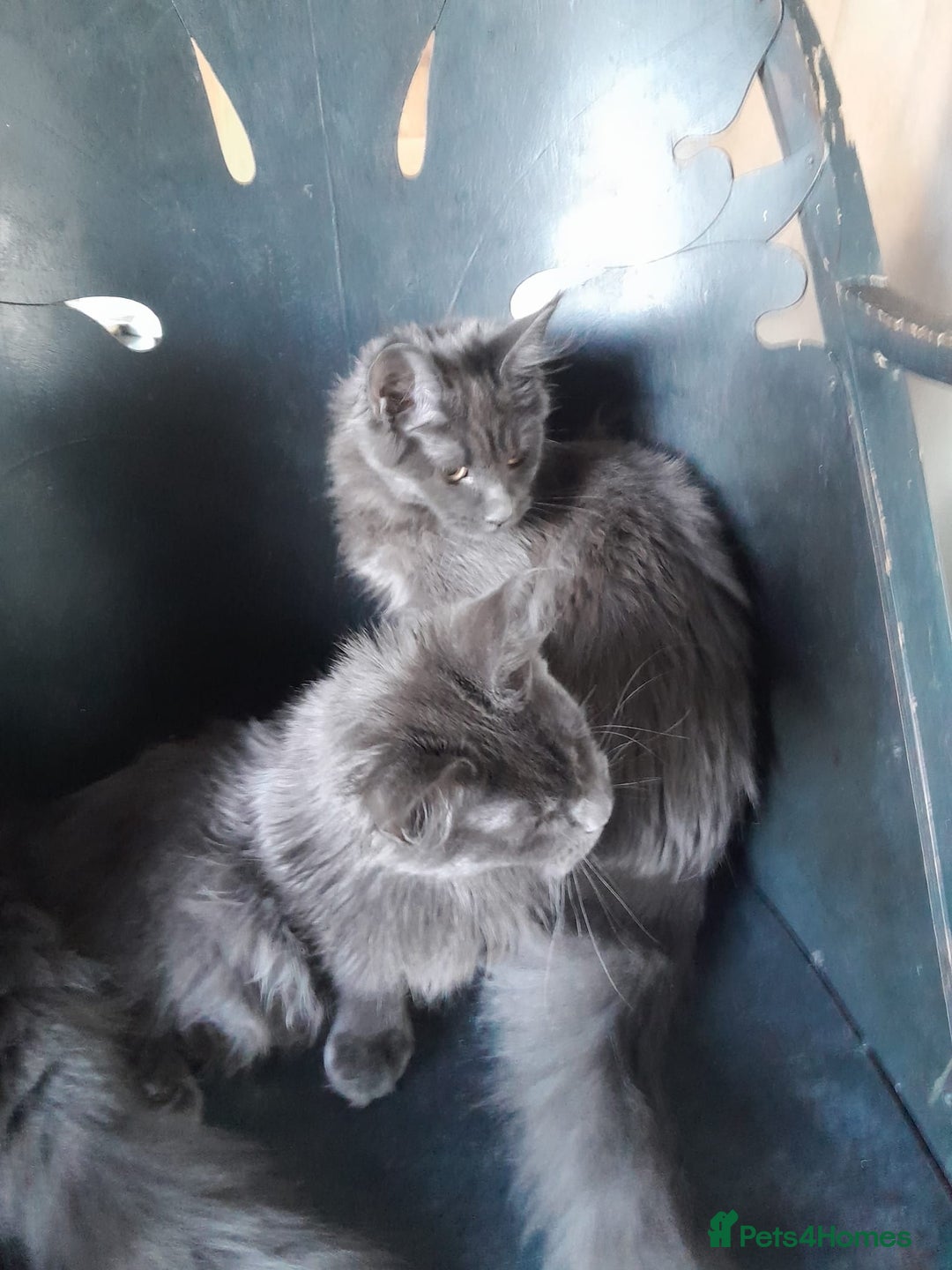 Maine Coon cats for sale: 2 solid blue MaineCoon girls TICA - Advert 2