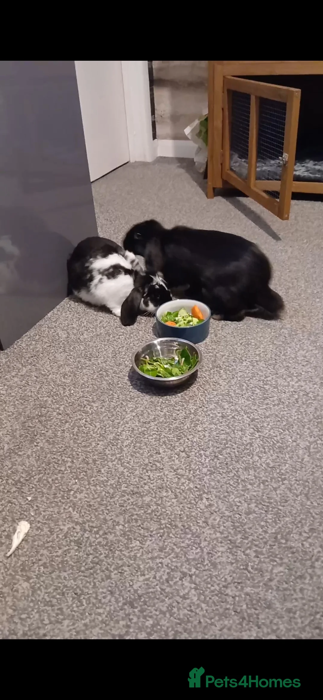 Mini Lop rabbits for sale: 2 male mini lops for sale in Dudley - Advert 1