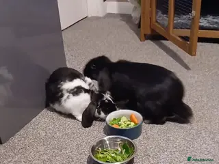 Mini Lop rabbits 2 male mini lops for sale - Advert 1