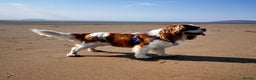 Cavalier King Charles Spaniel dogs for stud: KC Reg Cavalier King Charles Spaniel for Stud in Eastbourne - Advert 26