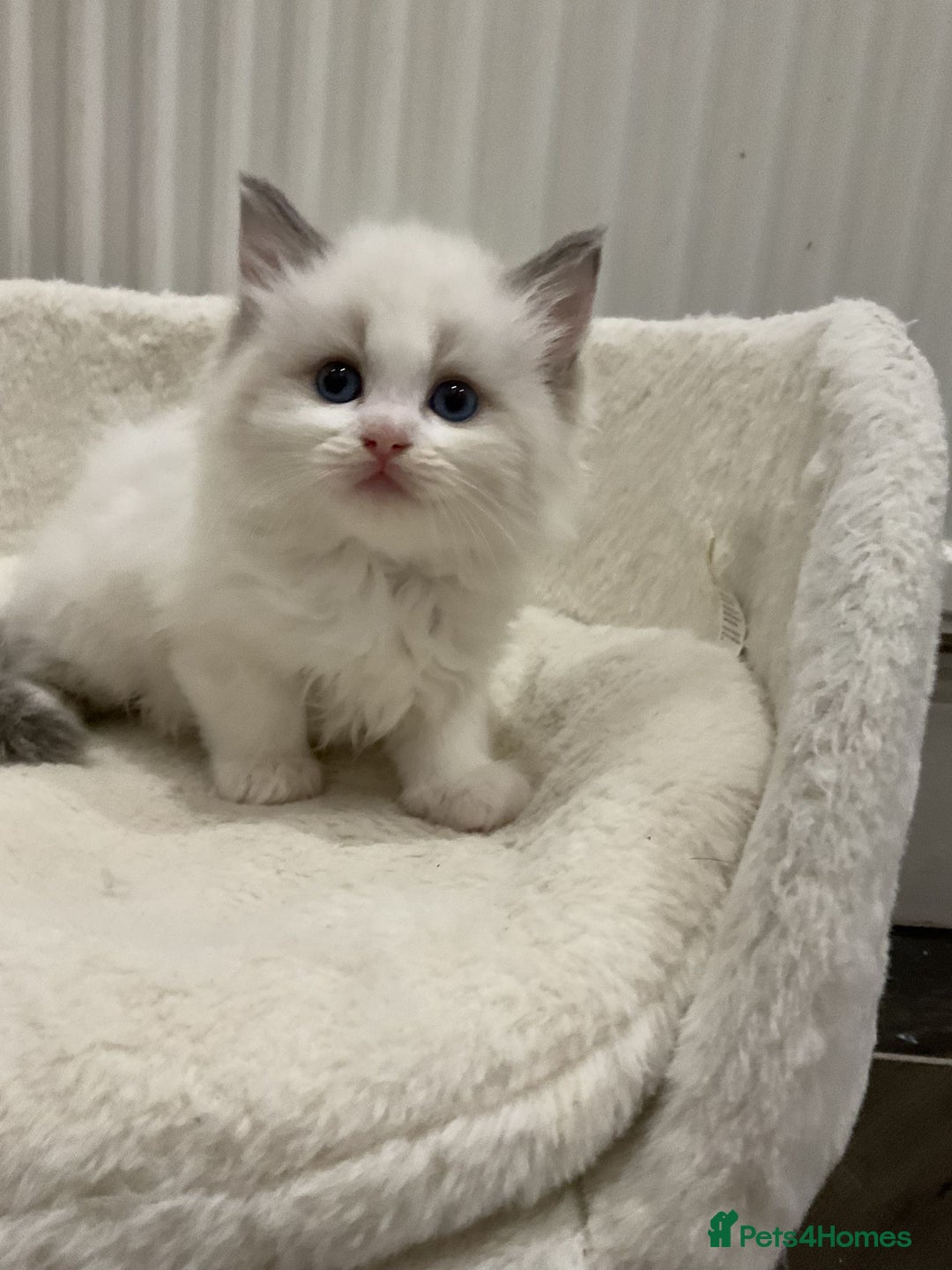 Ragdoll cats for sale: BluePoint Pure Ragdoll Kittens - Advert 5