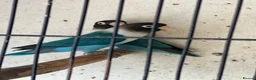 Lovebirds birds for sale: Lovebirds  - Advert 9