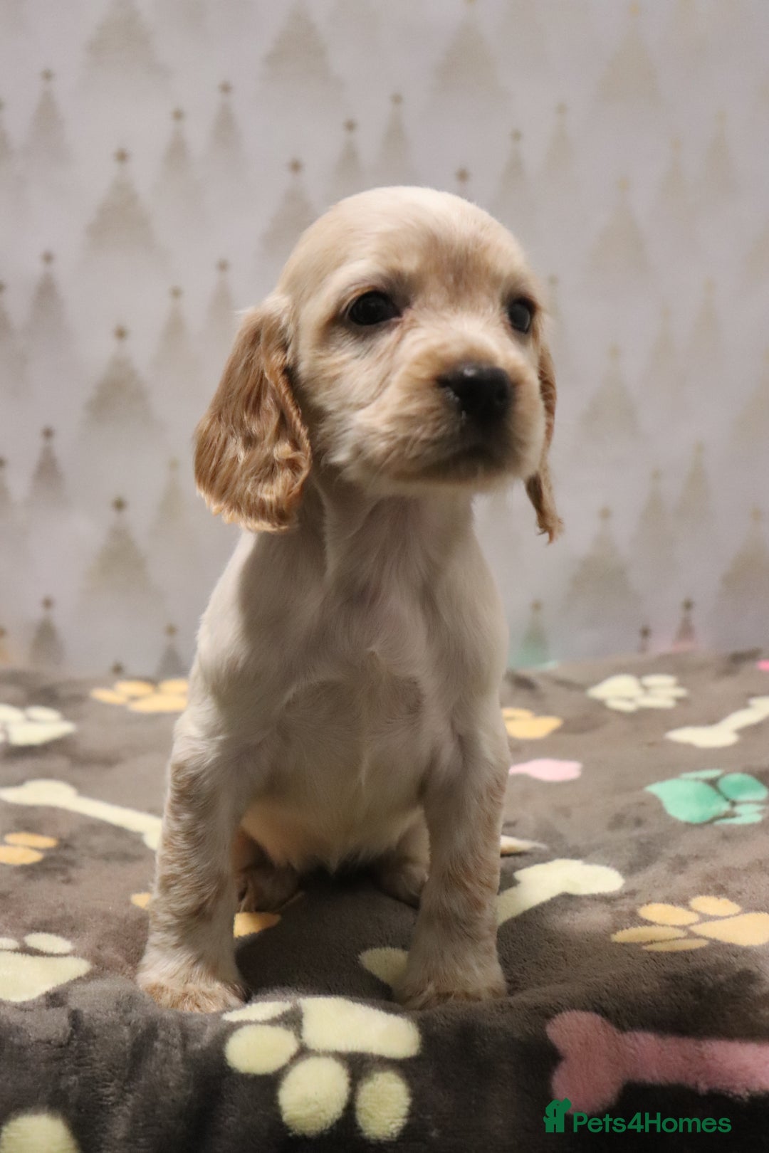Cocker Spaniel dogs for sale: Fully Health Tested Cocker Spaniel Puppies  - Advert 20