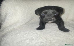 Mixed Breed dogs for sale: Staffypoos for sale - Image 14