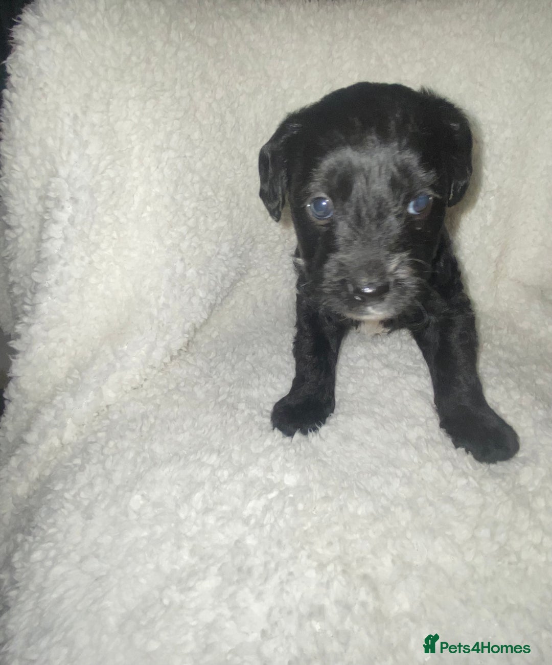 Mixed Breed dogs for sale: Staffypoos for sale - Image 14