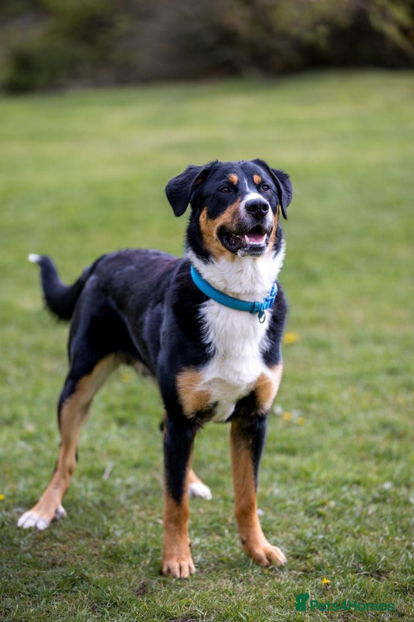 Mixed Breed dogs Meet Jasper: The ultimate Border-nese companion!  - Advert 1