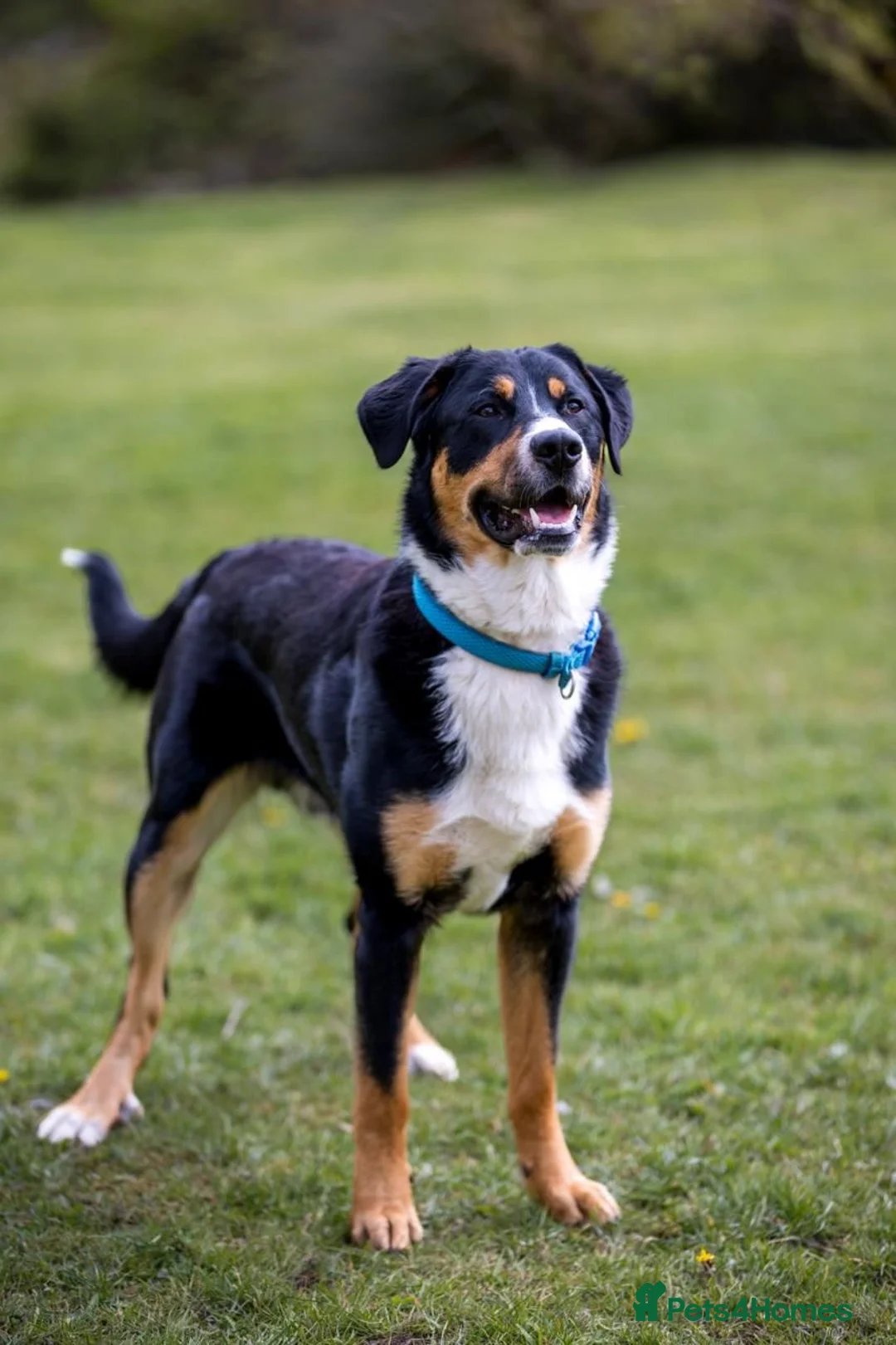 Mixed Breed dogs for sale: Meet Jasper: The ultimate Border-nese companion!  in Durham - Advert 1