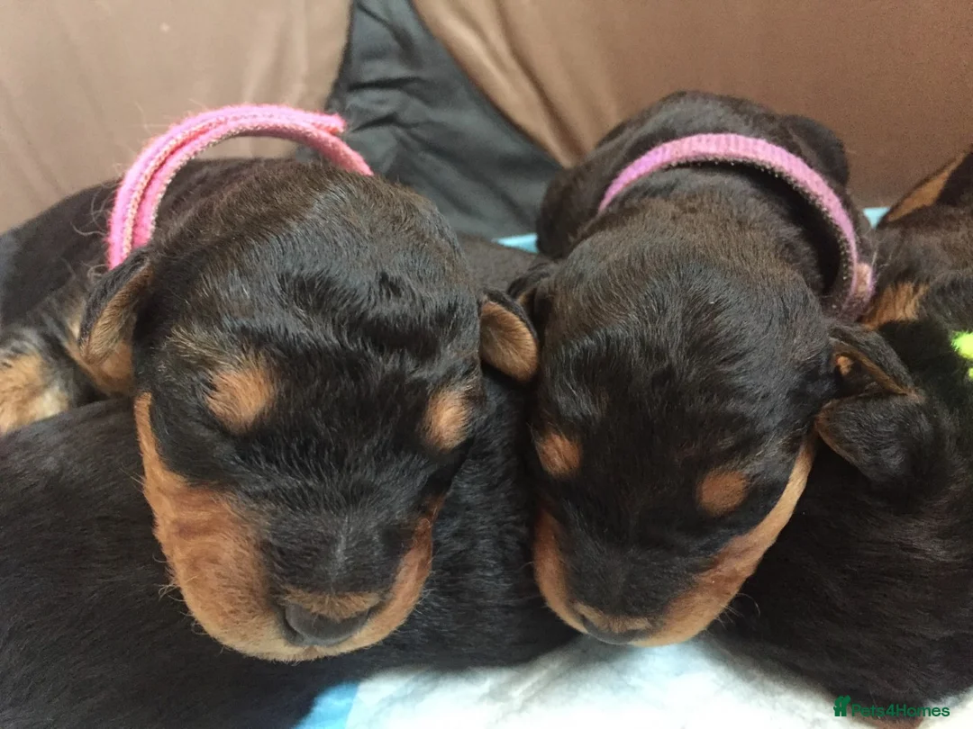 Airedale Terrier dogs for stud: Proven KC Airedale Stud  in Oldham - Advert 5