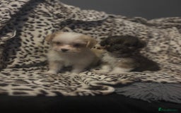 Mixed Breed dogs for sale: Chorkie-apso puppies  - Image 17