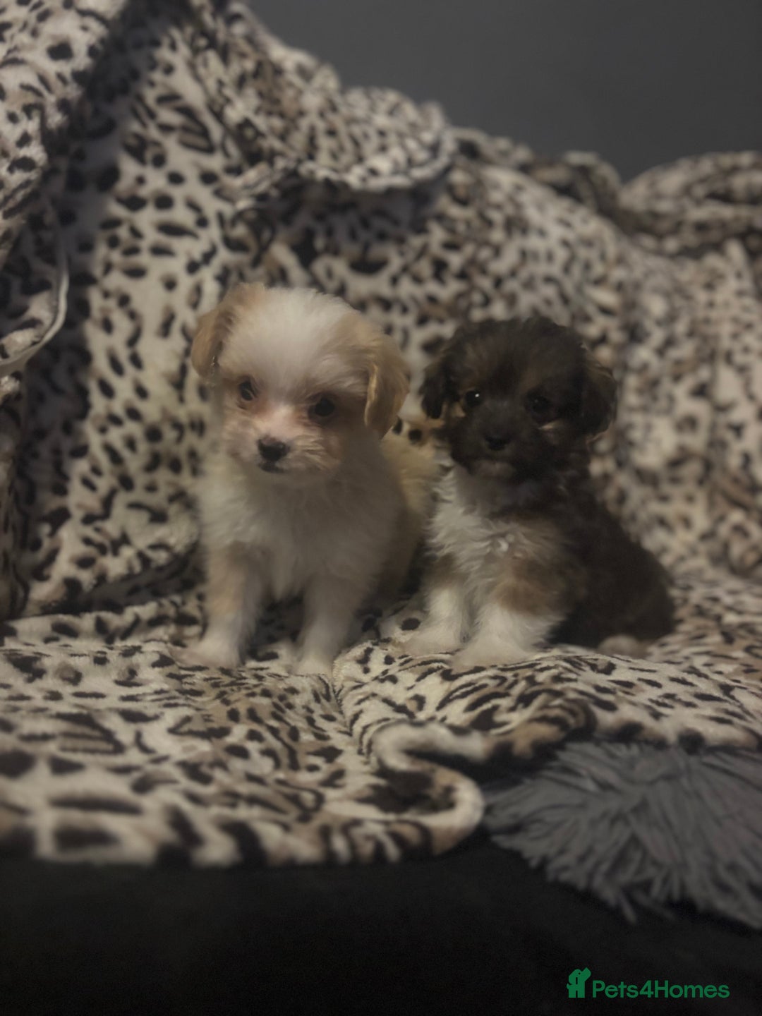 Mixed Breed dogs for sale: Chorkie-apso puppies  - Image 17