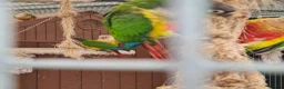 Conures birds for sale: Full aviry(20+)3 baby Green cheek conures  in Edgware - Advert 4