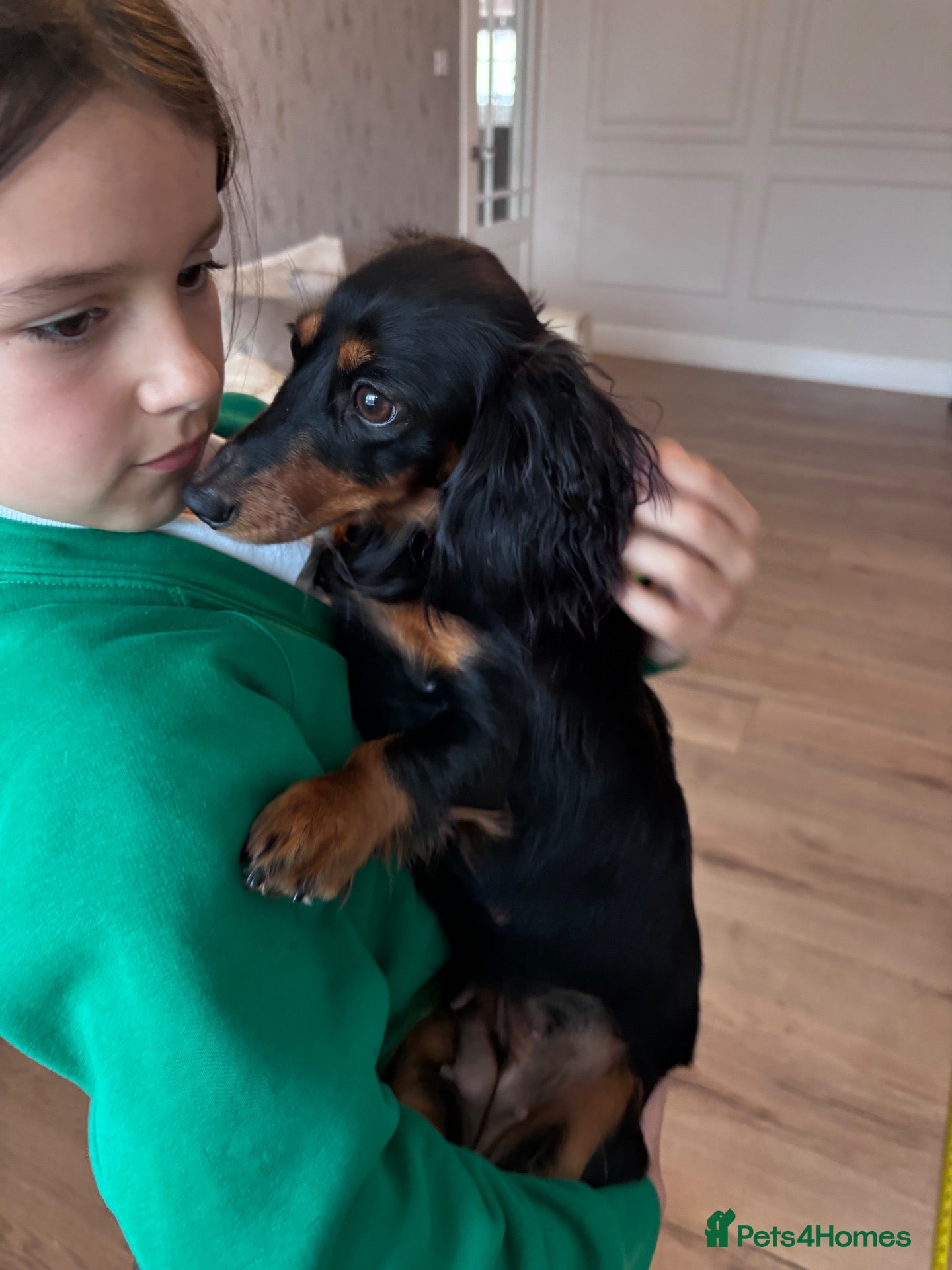 Miniature Dachshund dogs 1 year old girl looking for new loving home - Advert 1
