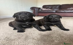Mixed Breed dogs for sale: Labrador X Belgian Shepherd Belgiador  - Image 5