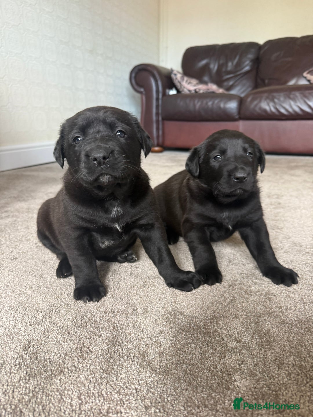 Mixed Breed dogs for sale: Labrador X Belgian Shepherd Belgiador  - Image 5