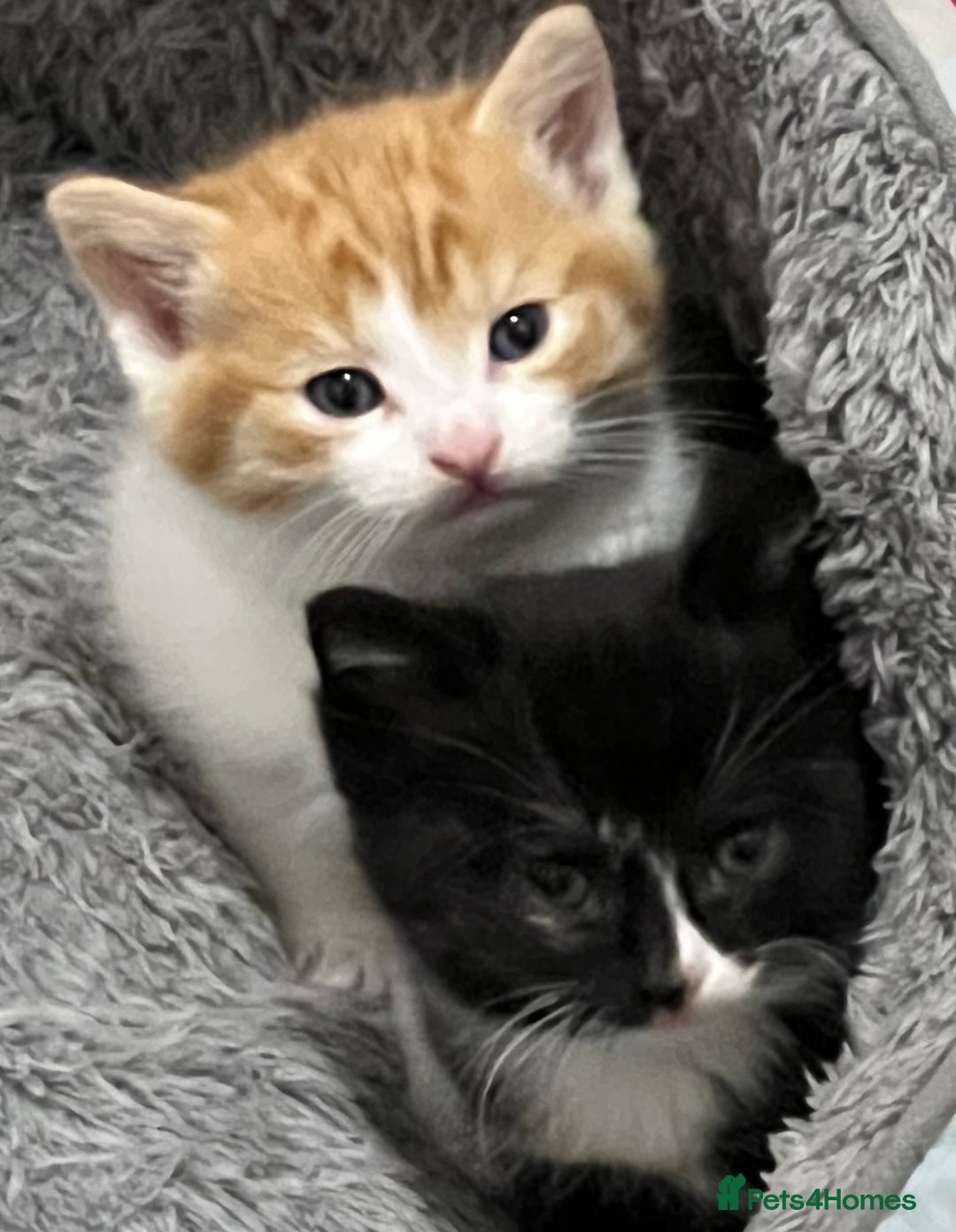 Mixed Breed cats for sale: A Surprise Litter. Dot’s first and last!  - Advert 9