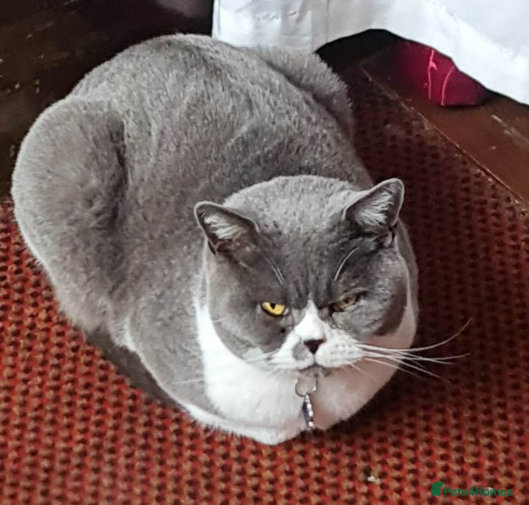 British Shorthair cats for sale: Male British Shorthair Cat - Image 6