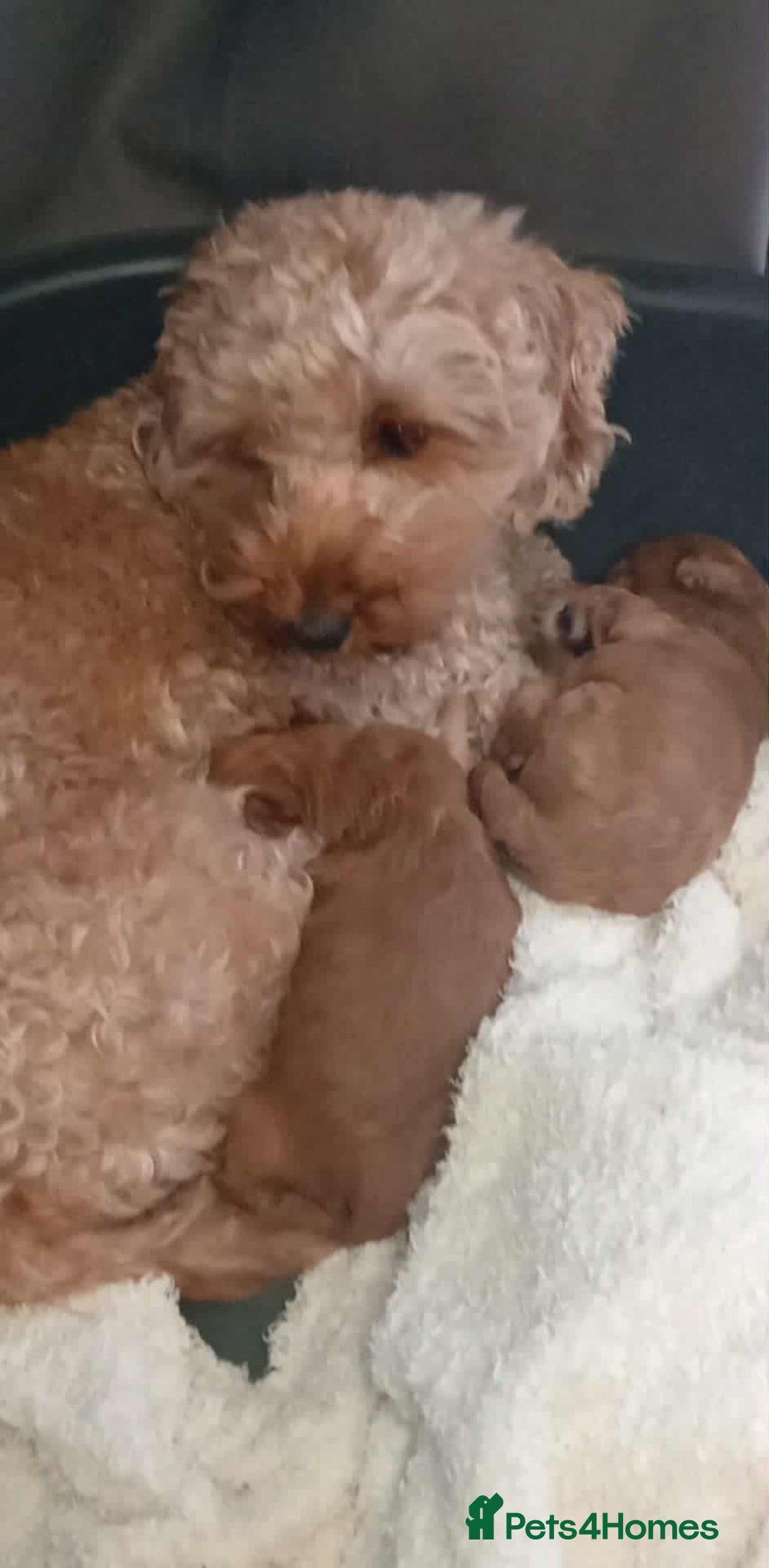Cockapoo dogs for sale: Gorgeous f3 cockapoo puppies - Image 5