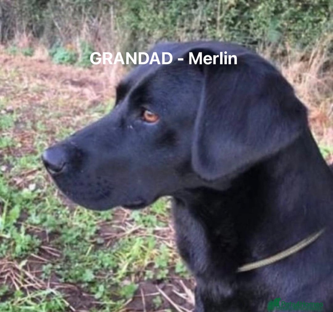 Labrador Retriever dogs for sale: Quality KC registered BLK Labrador Retriever Bitch - Image 16