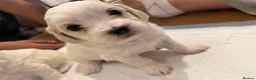 Bichon Frise dogs for sale: Bichon Puppies for sale - Advert 10