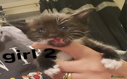 Mixed Breed cats for sale: Mixed bread kittens - Image 7
