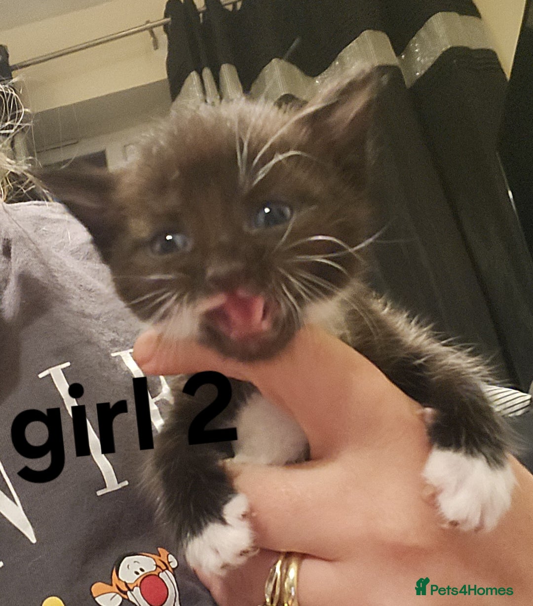 Mixed Breed cats for sale: Mixed bread kittens - Image 7