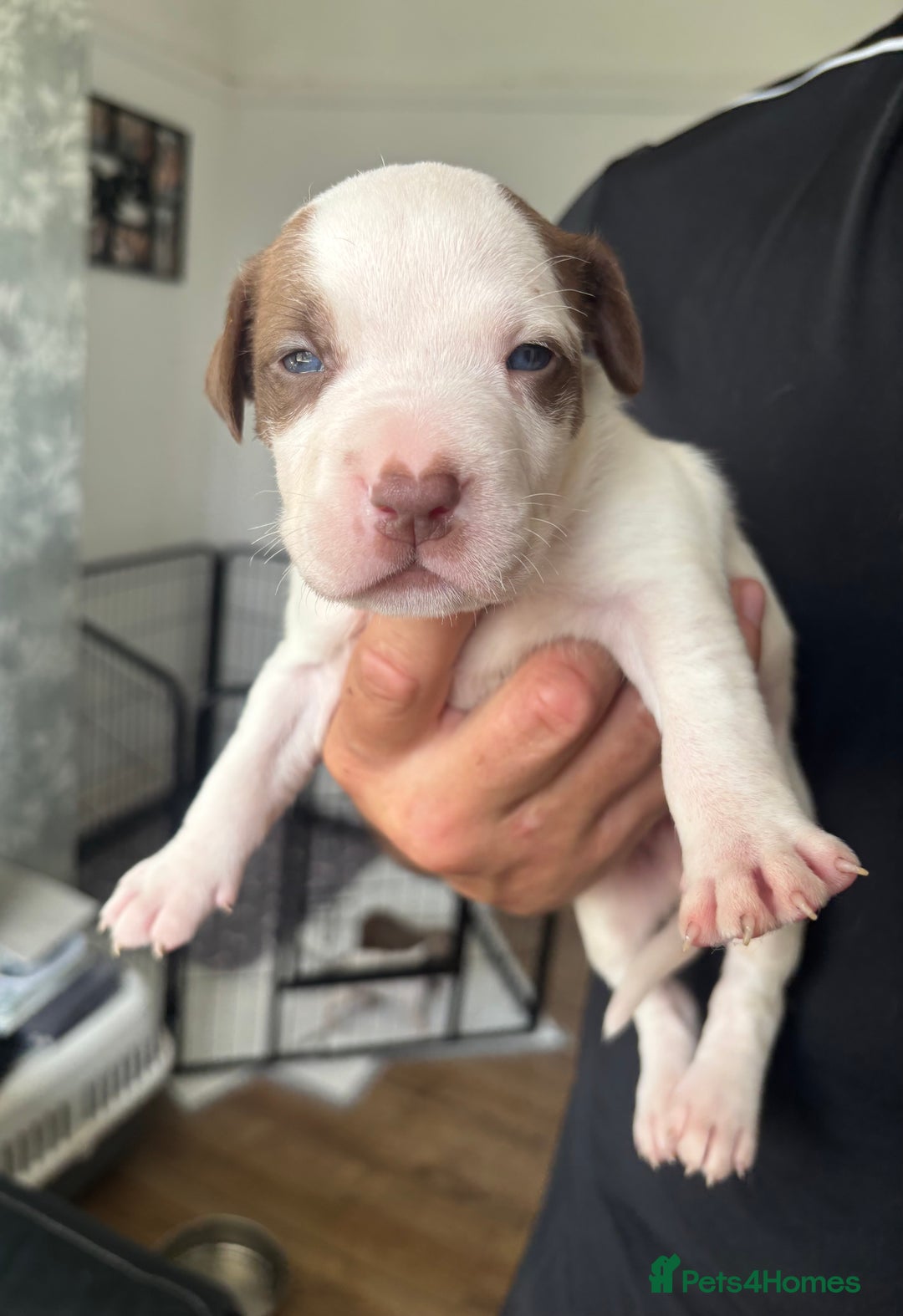 American Bull Staffy dogs for sale: 8 beautiful Amstaff puppies - Image 12