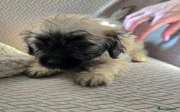 Mixed Breed dogs for sale: 6 jug x cavachon pups for sale  - Image 3