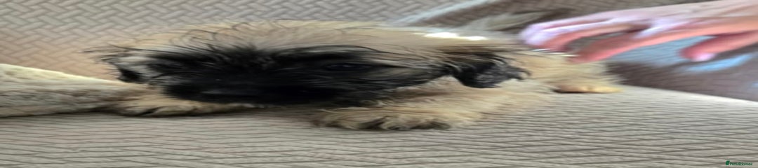 Mixed Breed Puppy 3