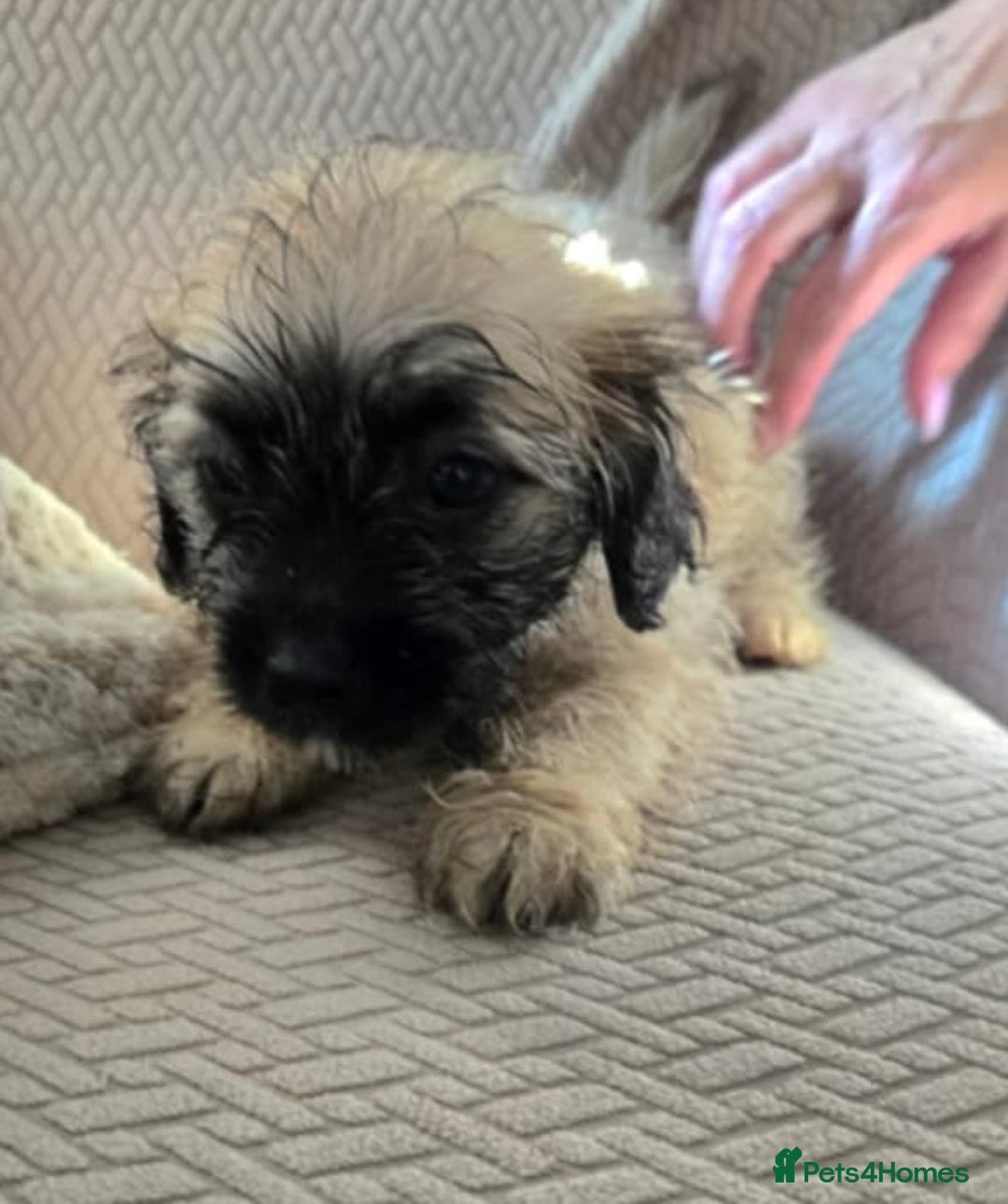 Mixed Breed dogs for sale: 6 jug x cavachon pups for sale  - Image 3