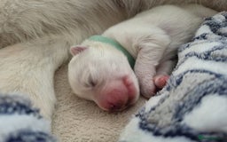 Samoyed dogs for sale: 🐾 Georgeus Pedigree Samoyed Puppies 🐾 - Image 2