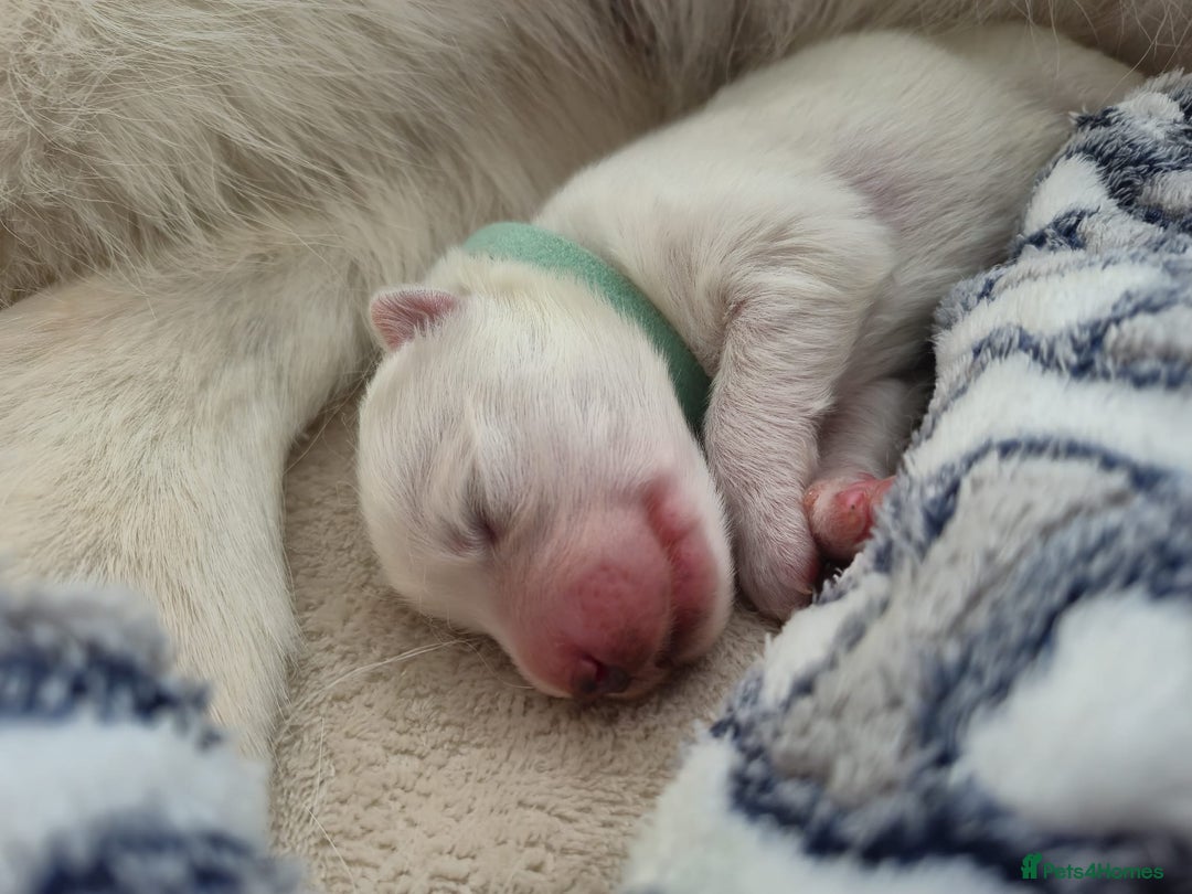 Samoyed dogs for sale: 🐾 Georgeus Pedigree Samoyed Puppies 🐾 - Image 2