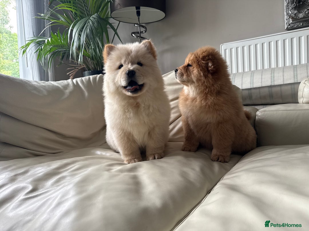 Chow Chow dogs for sale: Chow chow last 1 red female in picture  - Image 14