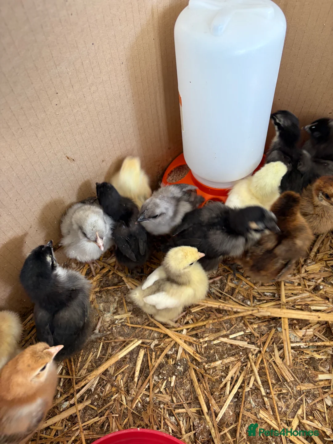 Chickens poultry for sale: Pekin x silkies chicks 1 week old  - Advert 4