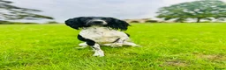 English Springer Spaniel dogs for sale: KC Registered English Springer Spaniel Puppies - Advert 2