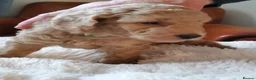 Labradoodle dogs for sale: Miniature Red & Taupe Labradoodle Puppies - Advert 9