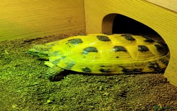 Tortoise reptiles for sale: Horsefield Tortoise - Image 1