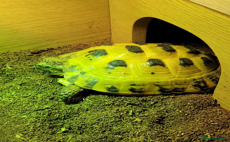 Tortoise reptiles - Advert 1
