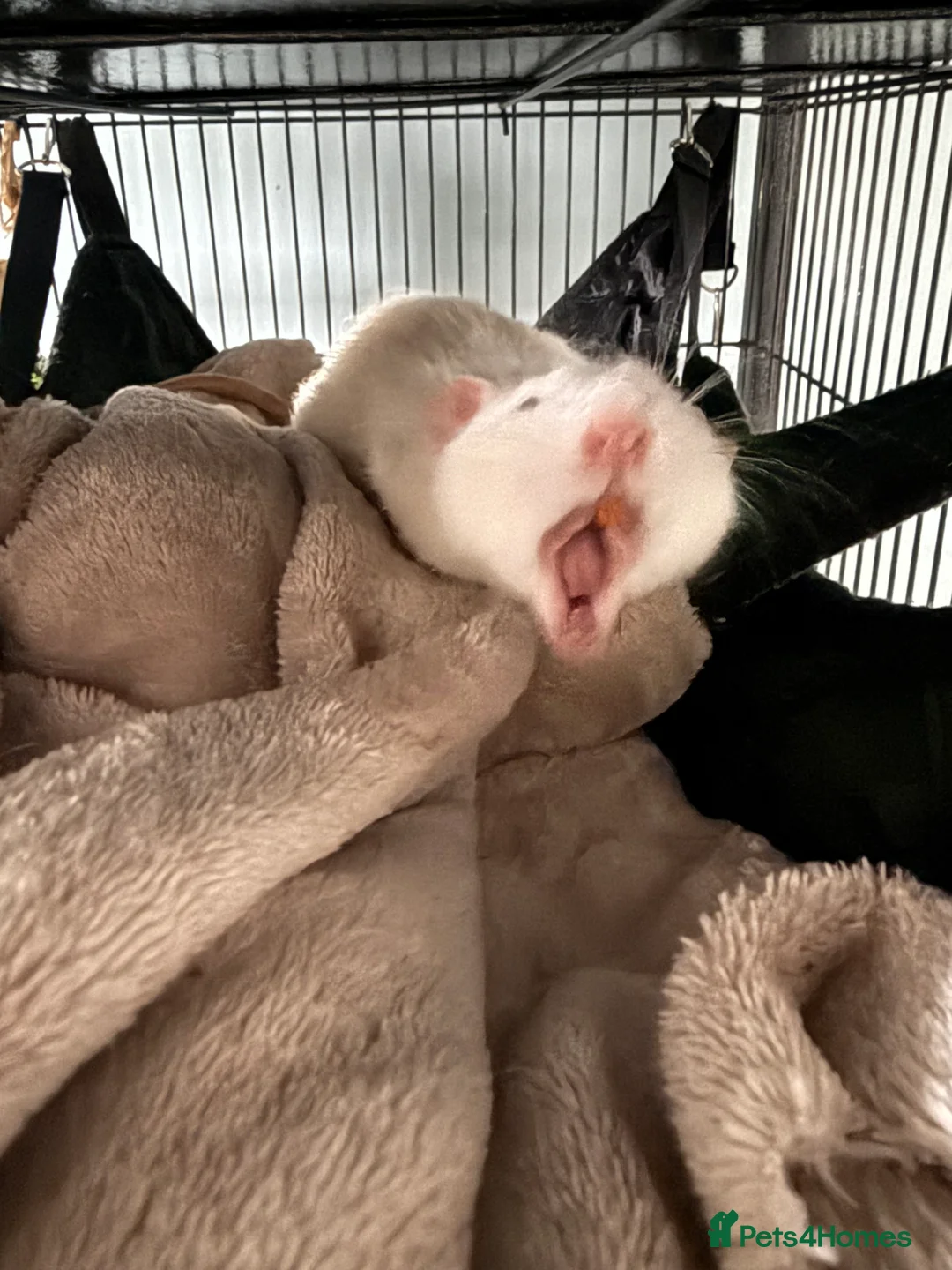 Rat rodents for sale: Male rats for rehoming - Advert 4