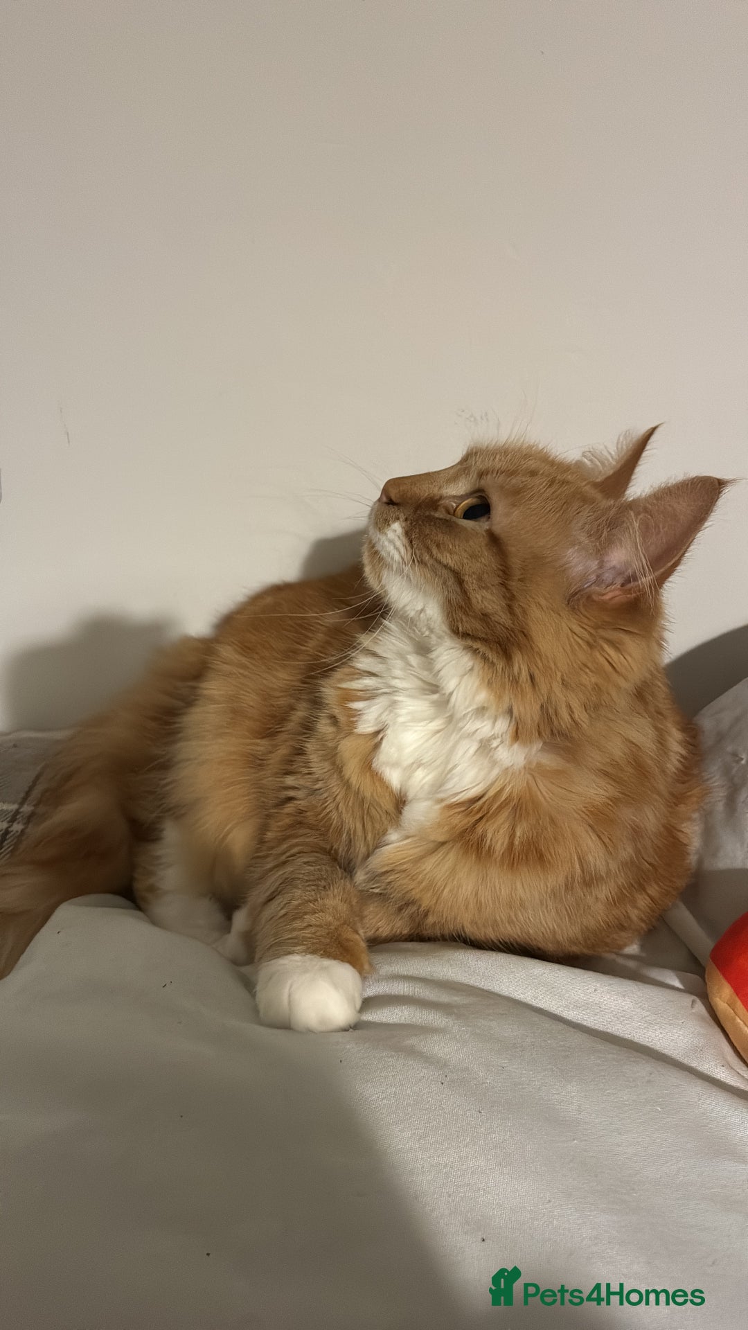 Mixed Breed cats for sale: Ginny  - Advert 2