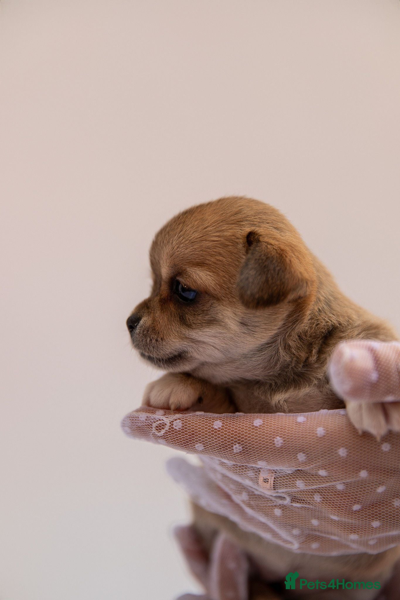 Chihuahua dogs 🌟 Exceptional Smooth-Coat Chihuahua Girls  - Advert 2